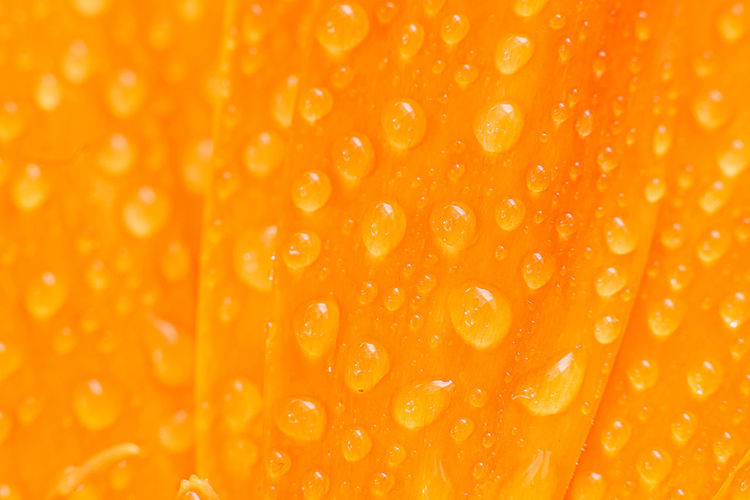 Detail shot of orange