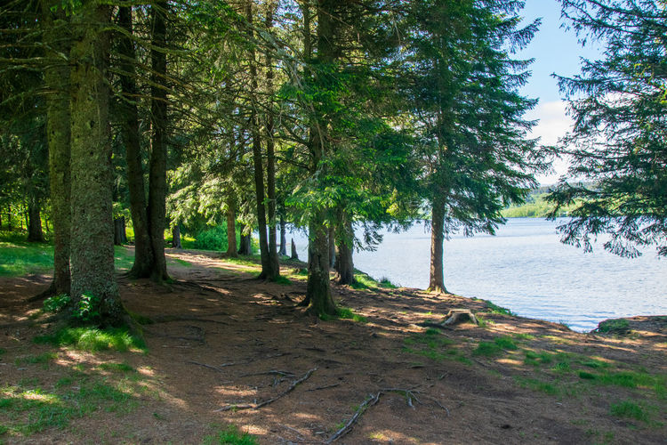 Trees in forest