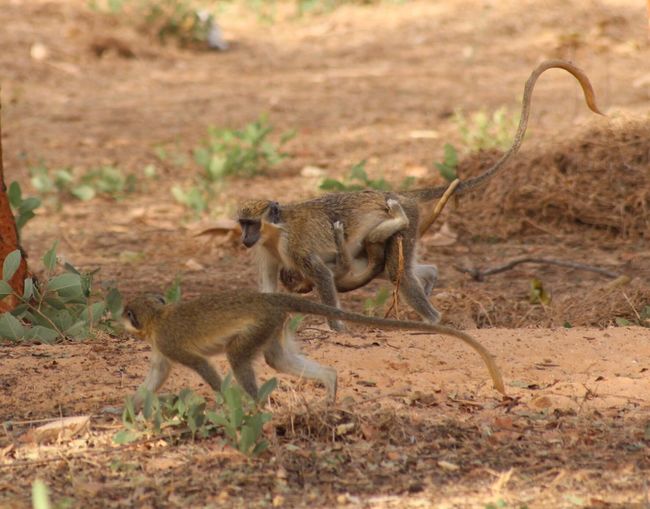 Side view of two dogs on land