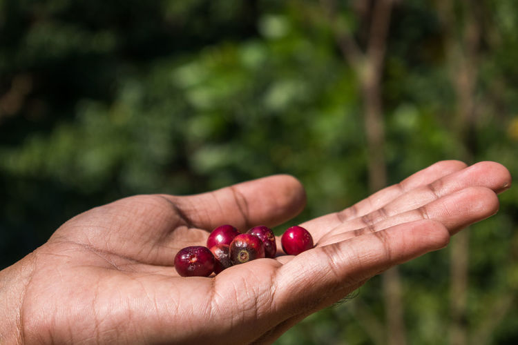 Close-up of hand holding coffee beans, at a coffee plantation, coorg, india