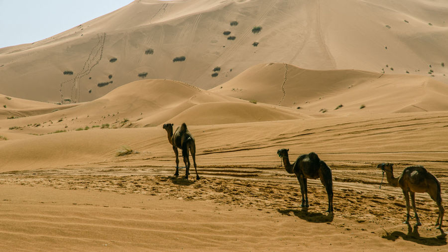 View of people riding horse in desert