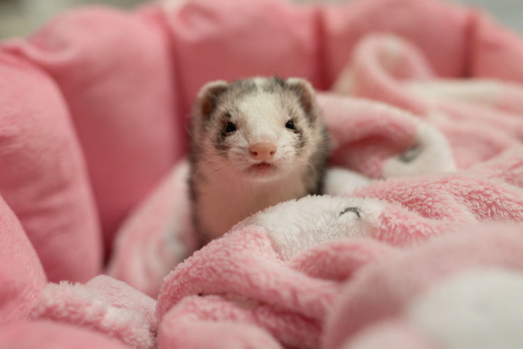 Close-up of a ferret 