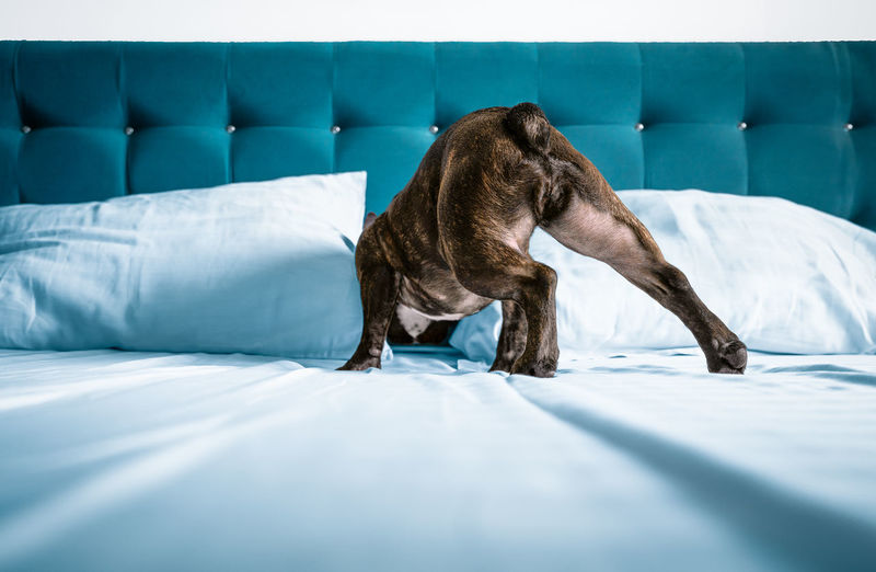 French bulldog dog checking bed for mice