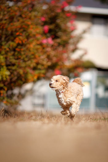 Small dog running on field
