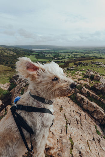White dog sitting in the wind on top of the crook peak in mendip hills, somerset, uk.