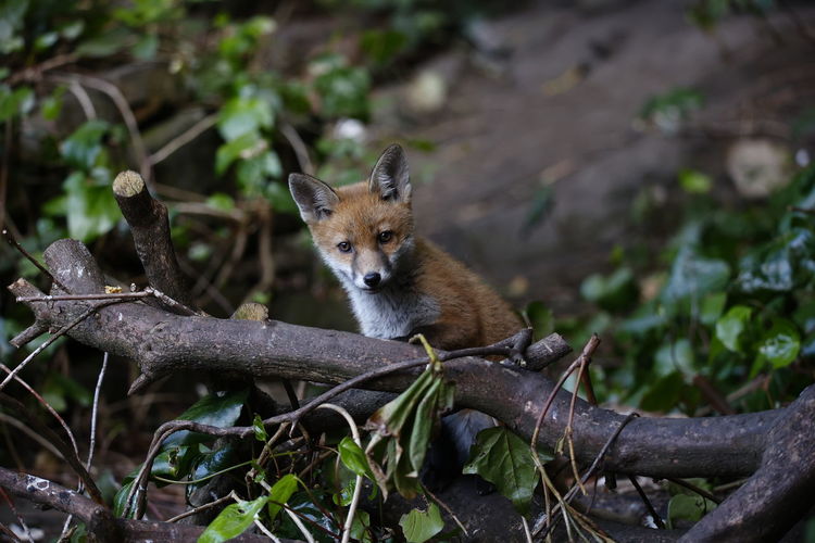 Urban fox cubs exploring the garden near their den