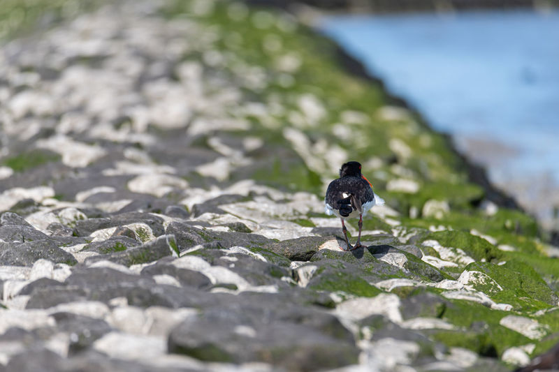 Close-up of black bird on rock