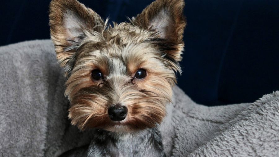 Portrait of a cute little domestic dog yorkie sitting indoors