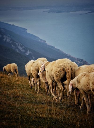 Sheep's on the monte baldo - lago di garda 