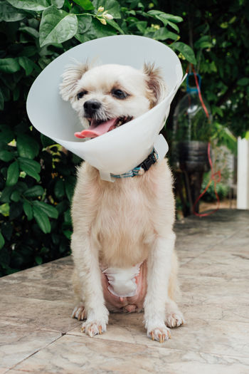Dog wearing cone collar sitting on floor
