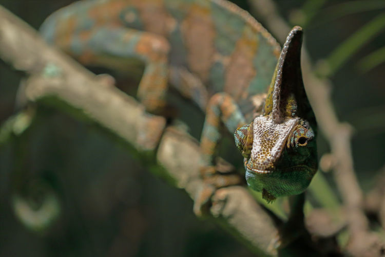 Close-up of a reptile on branch