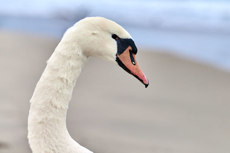 Portrait of large white mute swan next to baltic sea, macro. close up photo of swan head
