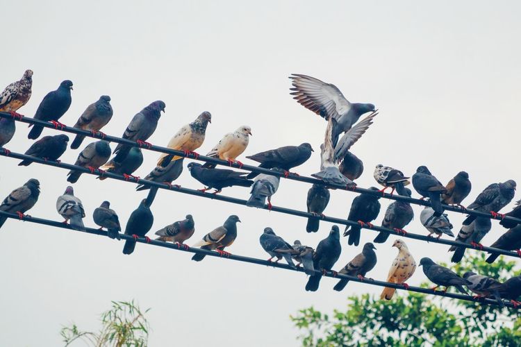 Low angle view of birds perching on cables against clear sky