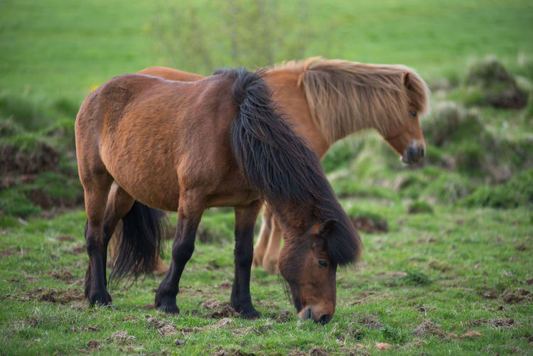 Pony grazing on grass