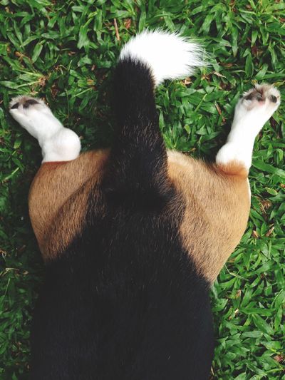 Dog resting on grassy field
