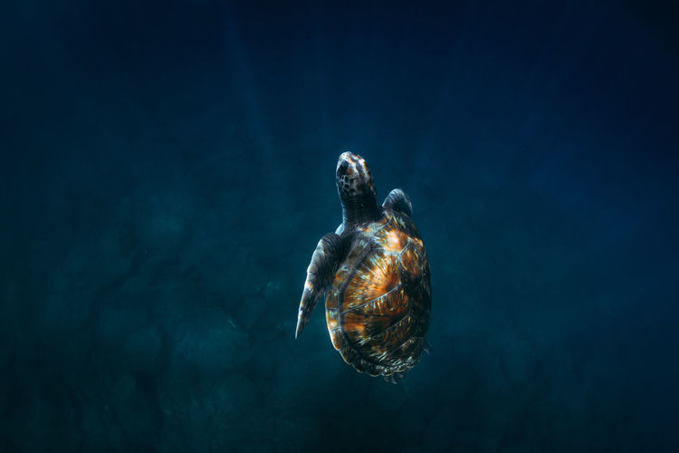 From above of green turtle with brown shell swimming underwater in blue sea