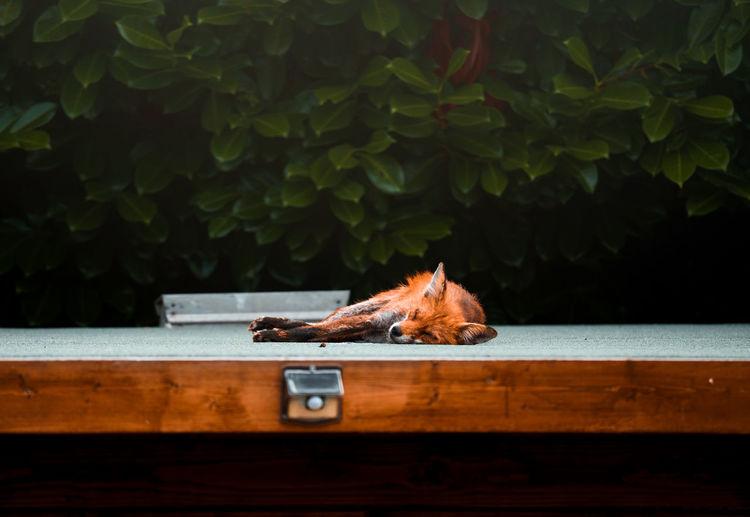 Sleeping urban fox on a summerhouse, shed, hertfordshire
