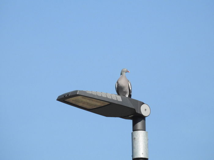 Low angle view of seagull perching on wall against clear sky