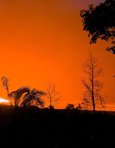 Silhouette plants and trees against orange sky