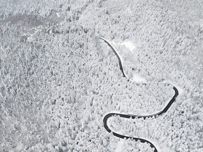 High angle view of a horse on snow