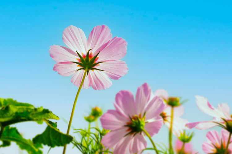 Low angle view of pink cosmos against clear sky