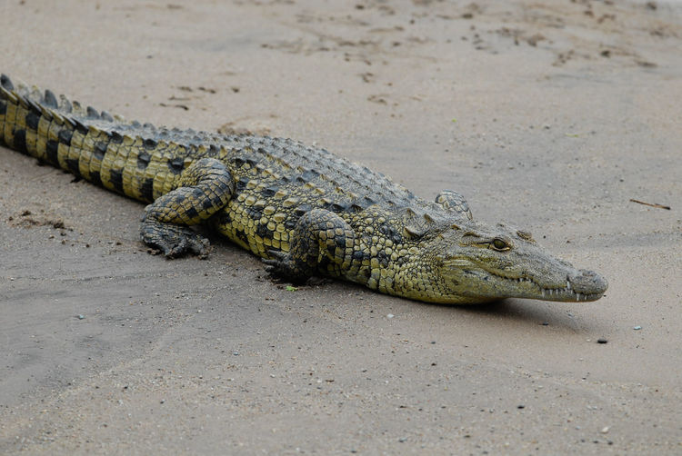 Nile crocodile - crocodylus niloticus - juvenile in serengeti