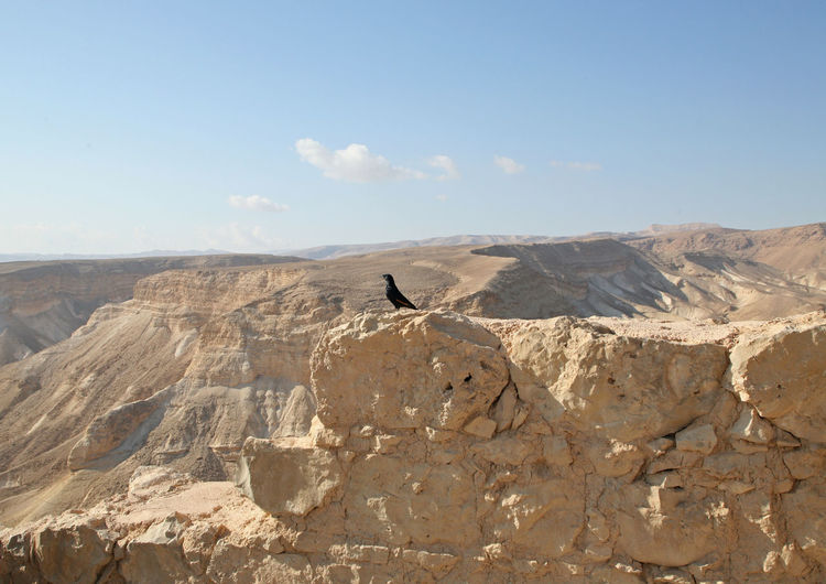 Bird perching on rock formation at masada fortress against sky