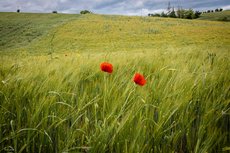 Poppies growing on field