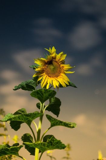 Close-up of yellow flower blooming in park