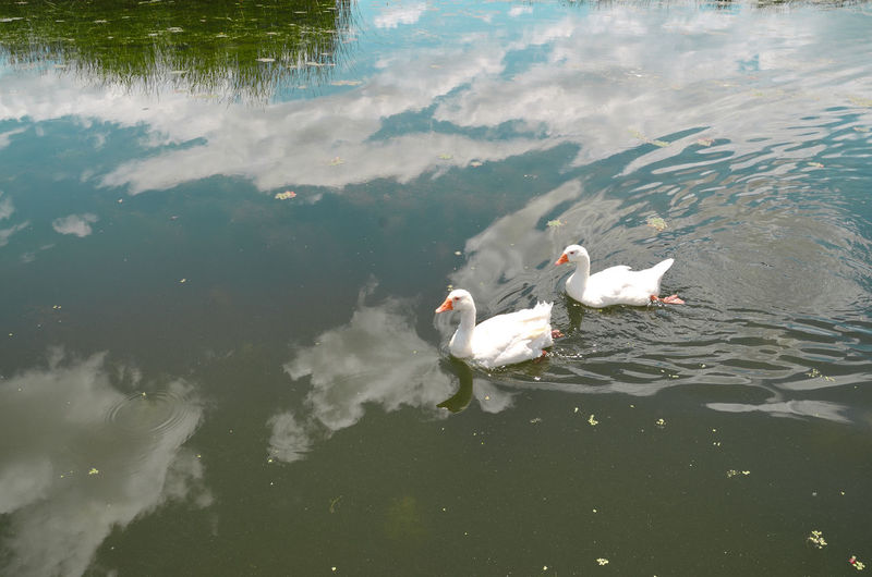 Ducks swim in lake, calm with reflections of sky, clouds and reeds waters