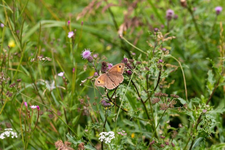 Butterfly on purple flower