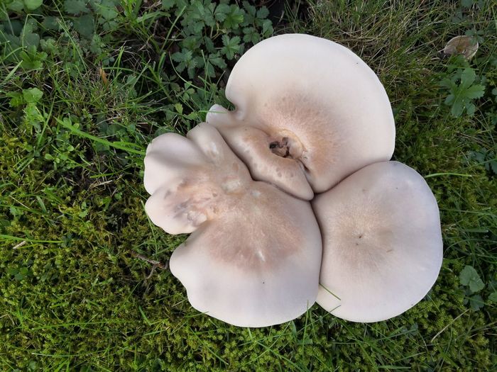 High angle view of white mushrooms on field