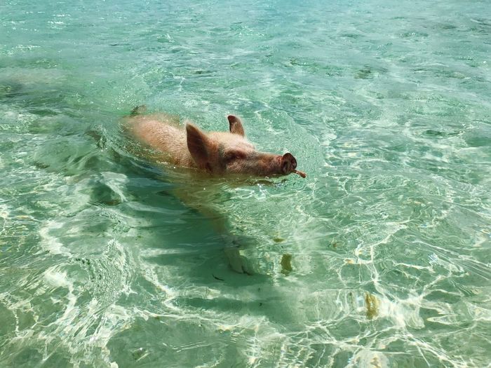 High angle view of pig swimming in sea