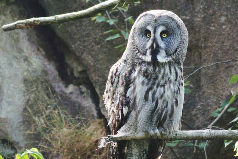 Great grey owl perching on stick against rock