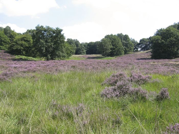 Scenic view of grassy field against sky