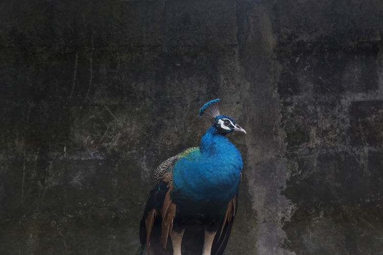 Close-up of peacock perching on wall