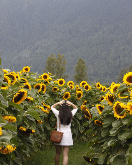 Rear view of woman walking at sunflower farm against mountain