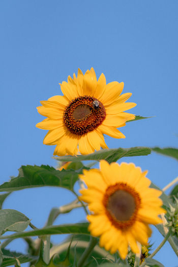 Close-up of sunflower against blue sky