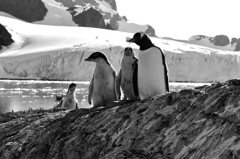 Gang of cool looking penguins