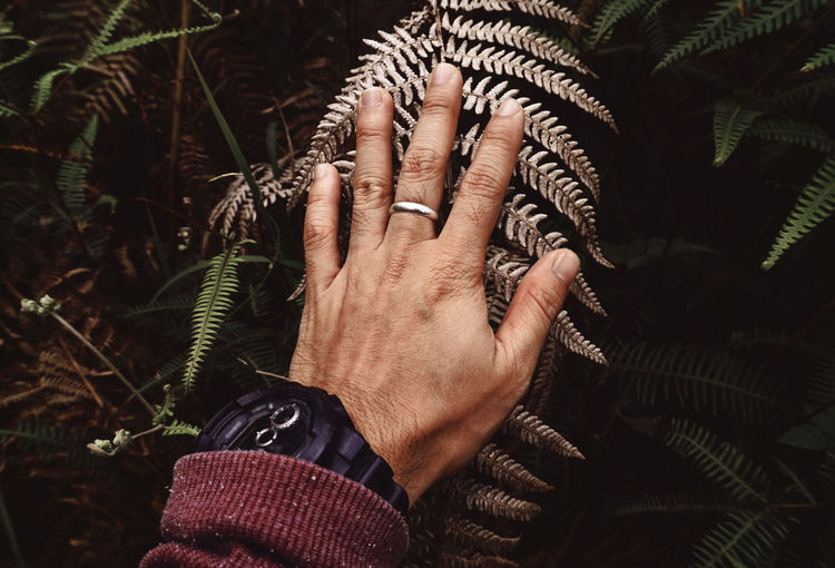 Close-up of human hand touching plant
