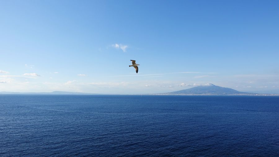 Seagull flying over sea against blue sky
