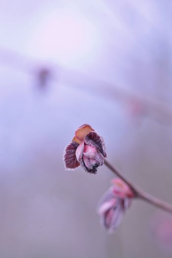 Close-up of pink flower buds on twig