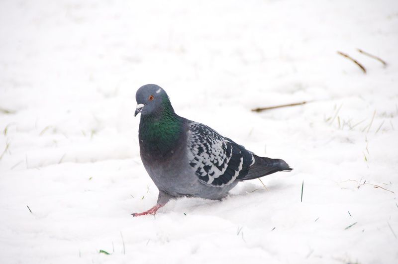 Bird on snow covered land