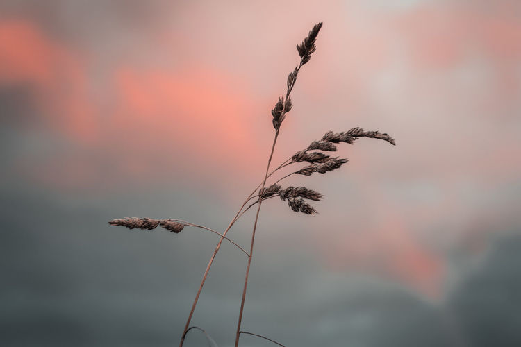 Close-up of wilted plant against orange sky