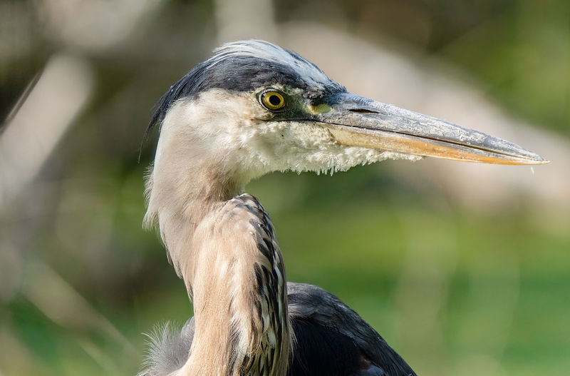 Blue heron gets a profile close up on a sunny day in the everglades