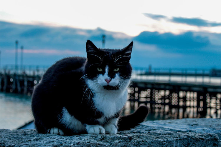 Close-up portrait of cat sitting by sea against sky