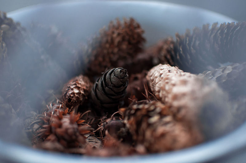 Many different types and different sizes of natural dry pine cones in a glass bowl