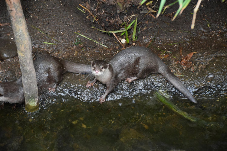 Otters by water
