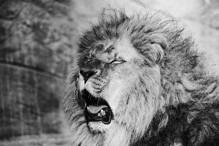 Close-up of a yawning lion