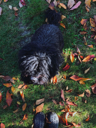 High angle view of dog on field during autumn